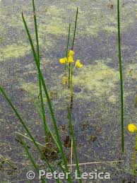 Attēlu rezultāti vaicājumam “Utricularia minor bud”