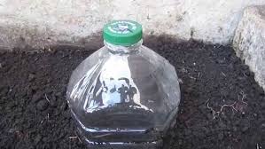 Image result for Баклажки