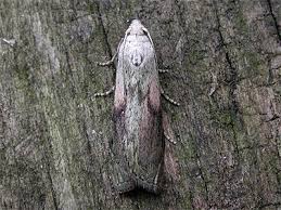 Attēlu rezultāti vaicājumam “Aphomia sociella male”