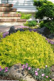 Attēlu rezultāti vaicājumam “Berberis thunbergii”