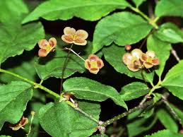 Attēlu rezultāti vaicājumam “Euonymus verrucosus leaf”