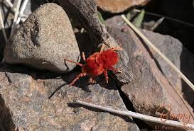Attēlu rezultāti vaicājumam “Trombidiidae”