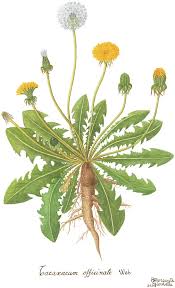 Attēlu rezultāti vaicājumam “Taraxacum officinale aggr.”