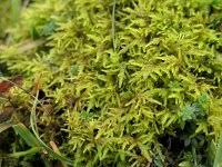 Attēlu rezultāti vaicājumam “Hylocomium splendens”