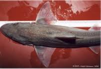 Image result for Mustelus asterias