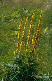 Image result for Verbascum nigrum