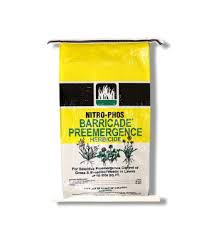 Attēlu rezultāti vaicājumam “Poa remota bud”