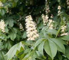 Attēlu rezultāti vaicājumam “Aesculus hippocastanum”