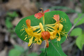 Attēlu rezultāti vaicājumam “Lonicera caerulea var. pallasii flower”