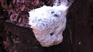 Attēlu rezultāti vaicājumam “Fuligo luteonitens”