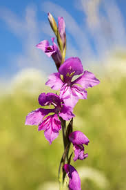 Attēlu rezultāti vaicājumam “Gladiolus imbricatus bud”