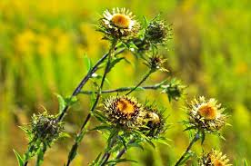 Attēlu rezultāti vaicājumam “Carlina biebersteinii leaf”