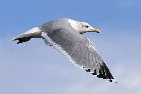 Attēlu rezultāti vaicājumam “Larus argentatus”