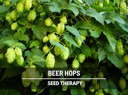 Attēlu rezultāti vaicājumam “Humulus lupulus”