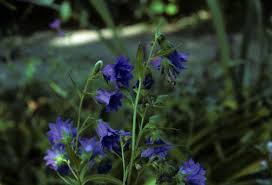 Image result for Campanula trachelium