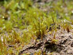 Attēlu rezultāti vaicājumam “Pohlia wahlenbergii macro”