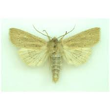 Attēlu rezultāti vaicājumam “Orthosia gracilis”