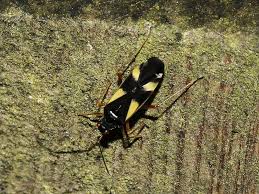 Attēlu rezultāti vaicājumam “Dryophilocoris flavoquadrimaculatus”