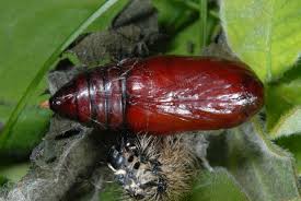 Attēlu rezultāti vaicājumam “Callimorpha dominula larva”