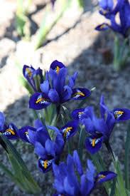 Attēlu rezultāti vaicājumam “Iris reticulata”