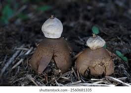 Attēlu rezultāti vaicājumam “Geastrum pectinatum”