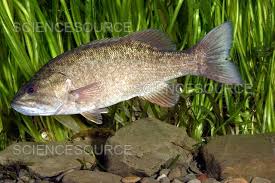 Image result for Micropterus