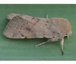 Attēlu rezultāti vaicājumam “Orthosia cruda”