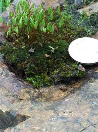 Attēlu rezultāti vaicājumam “Bryales”