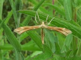 Attēlu rezultāti vaicājumam “Gillmeria pallidactyla”