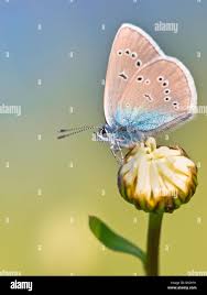 Attēlu rezultāti vaicājumam “Cyaniris semiargus underside”