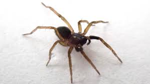 Image result for spider