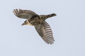 Attēlu rezultāti vaicājumam “Turdus viscivorus adult”