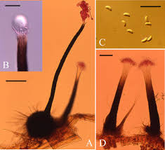 Attēlu rezultāti vaicājumam “Ophiostoma polyporicola”
