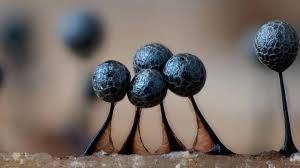 Attēlu rezultāti vaicājumam “Lamproderma pseudomaculatum”