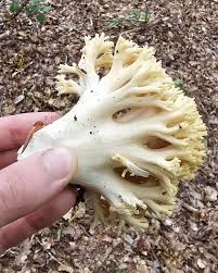 Attēlu rezultāti vaicājumam “Ramaria flava”