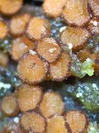 Attēlu rezultāti vaicājumam “Diderma deplanatum”