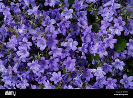 Image result for Campanula moesiaca