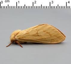 Attēlu rezultāti vaicājumam “Hepialus humuli”