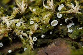 Attēlu rezultāti vaicājumam “Eocronartium muscicola”