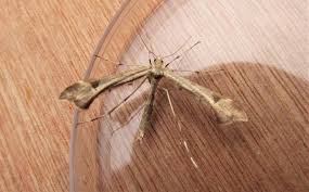 Attēlu rezultāti vaicājumam “Platyptilia gonodactyla imago”