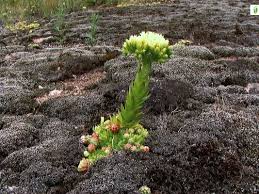 Attēlu rezultāti vaicājumam “Jovibarba globifera flower”