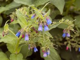 Attēlu rezultāti vaicājumam “Symphytum asperum”