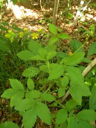 Attēlu rezultāti vaicājumam “Agrimonia pilosa”