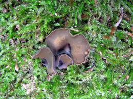 Attēlu rezultāti vaicājumam “Chlorencoelia versiformis”