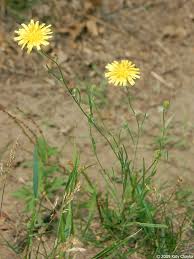 Attēlu rezultāti vaicājumam “Crepis tectorum flower”