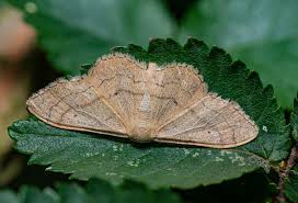 Attēlu rezultāti vaicājumam “Idaea aversata”