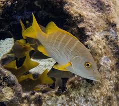 Image result for Lutjanus apodus