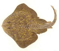 Image result for Leucoraja