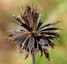 Attēlu rezultāti vaicājumam “Bidens frondosa fruit”
