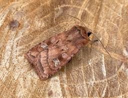 Attēlu rezultāti vaicājumam “Diarsia florida”